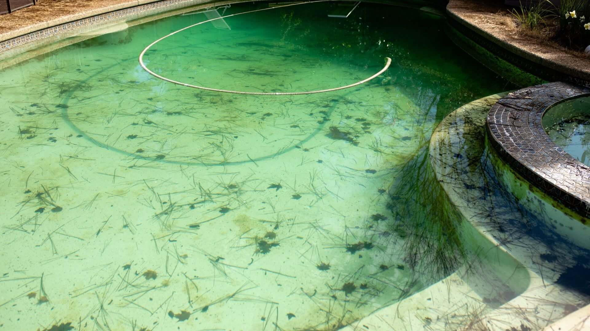 The Green Invader: Understanding and Eliminating Moss in Your Swimming Pool