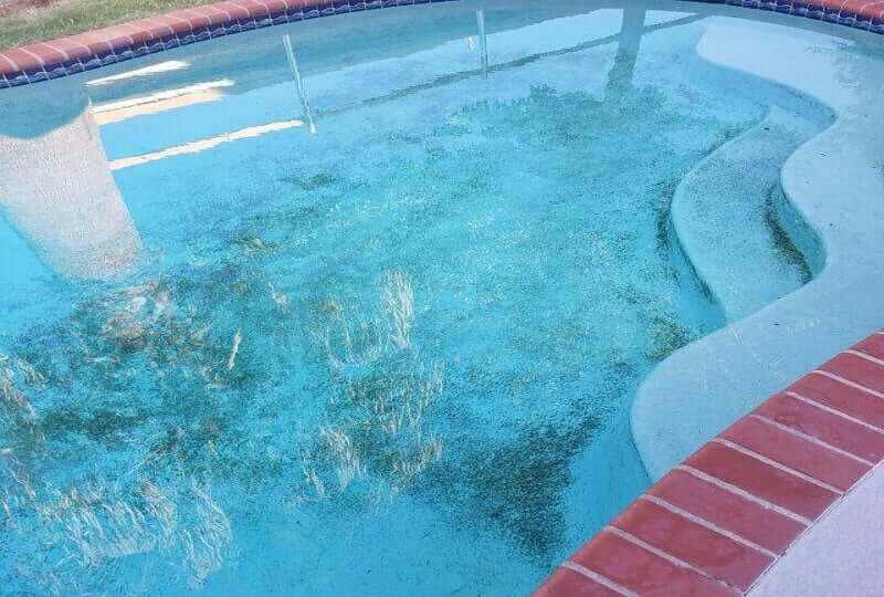 How to Prevent Algae and Moss in the Pool?